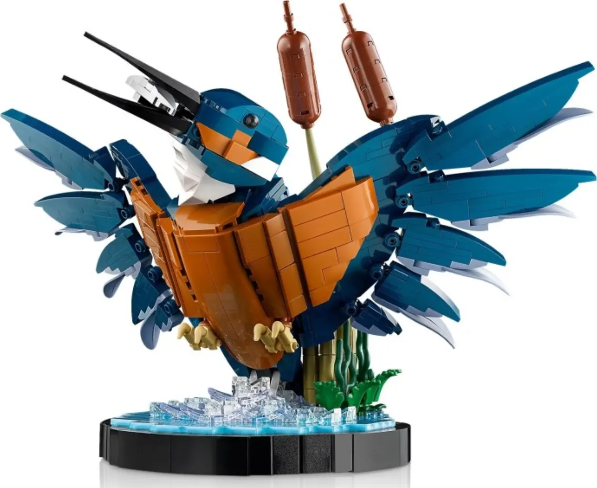 Kingfisher Bird set photo