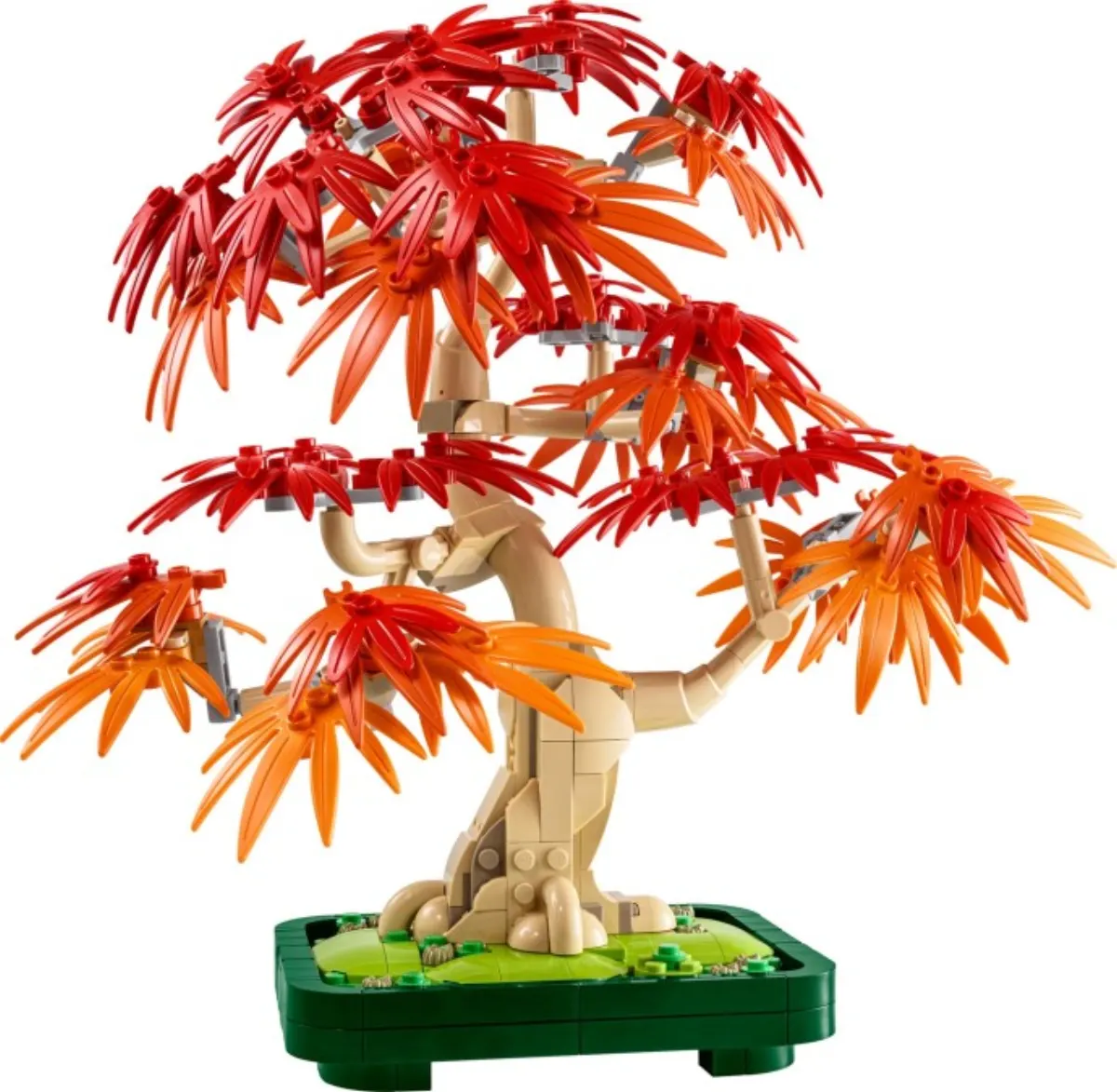 Japanese Red Maple Bonsai Tree set photo