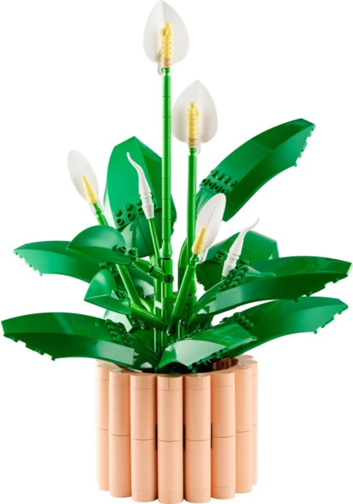 Peace Lily set photo