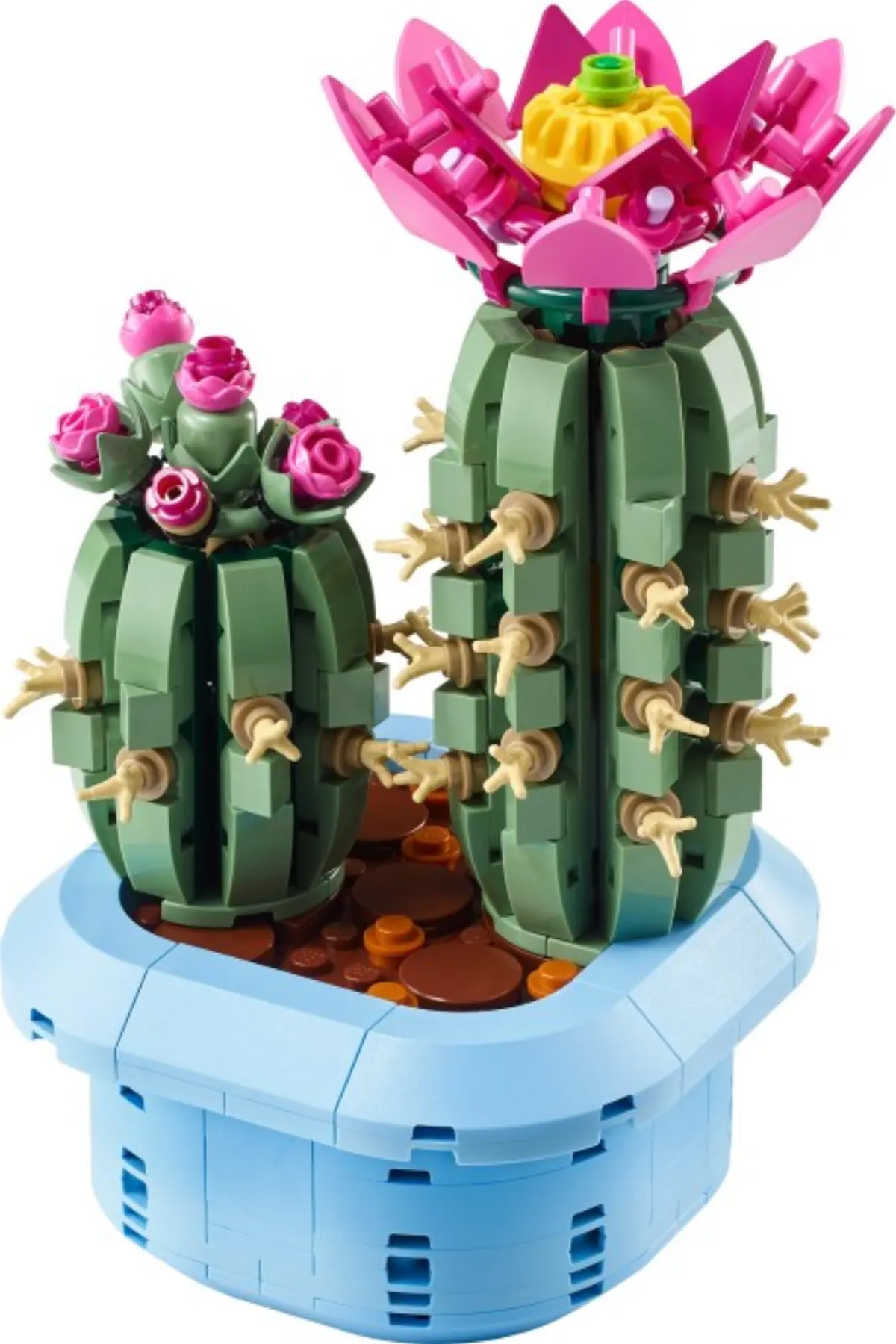 Flowering Cactus set photo