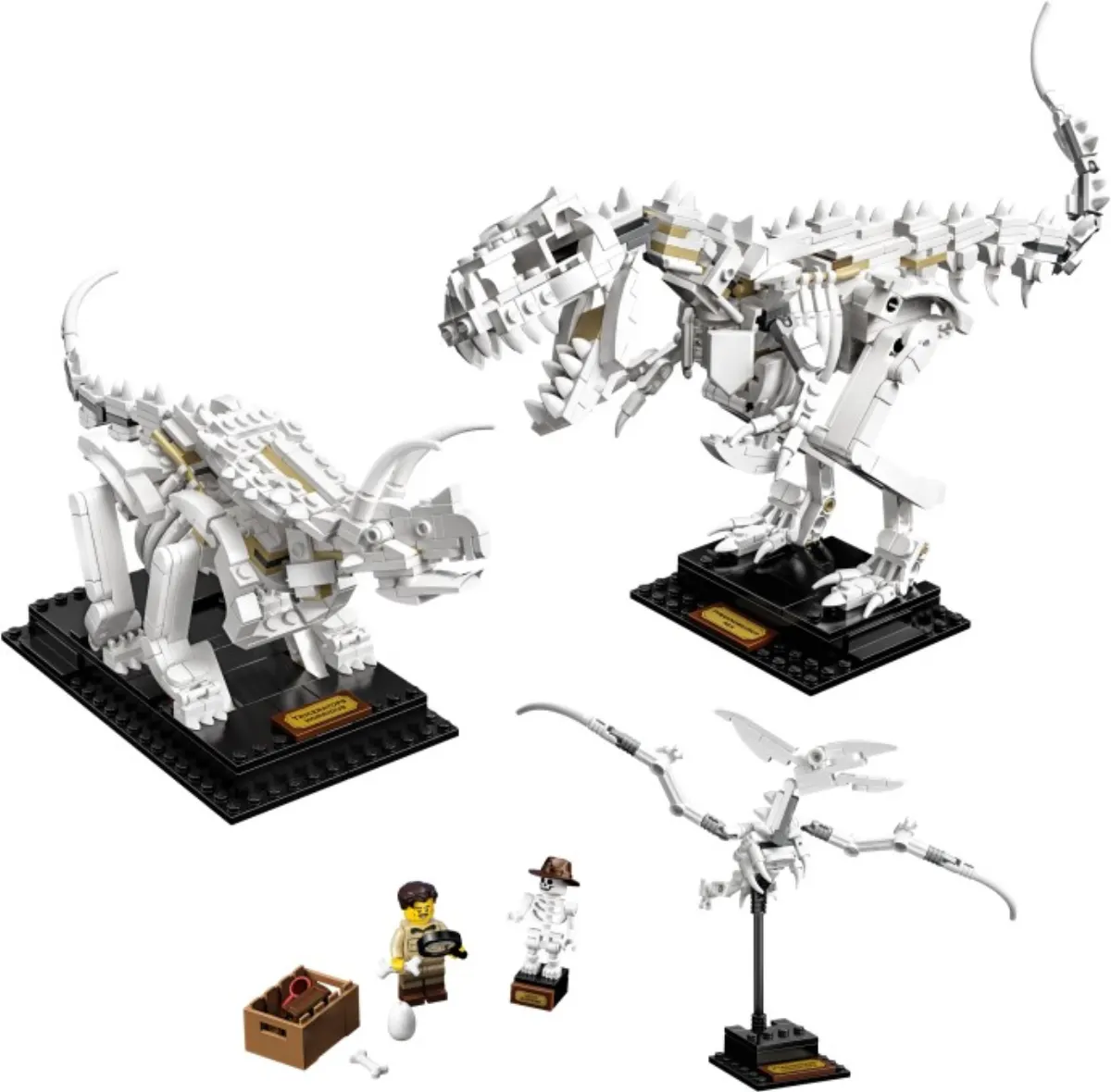 Dinosaur Fossils set photo