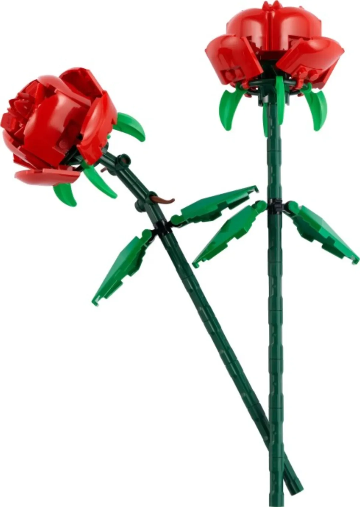 Roses set photo