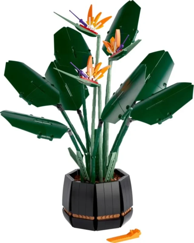 Bird of Paradise